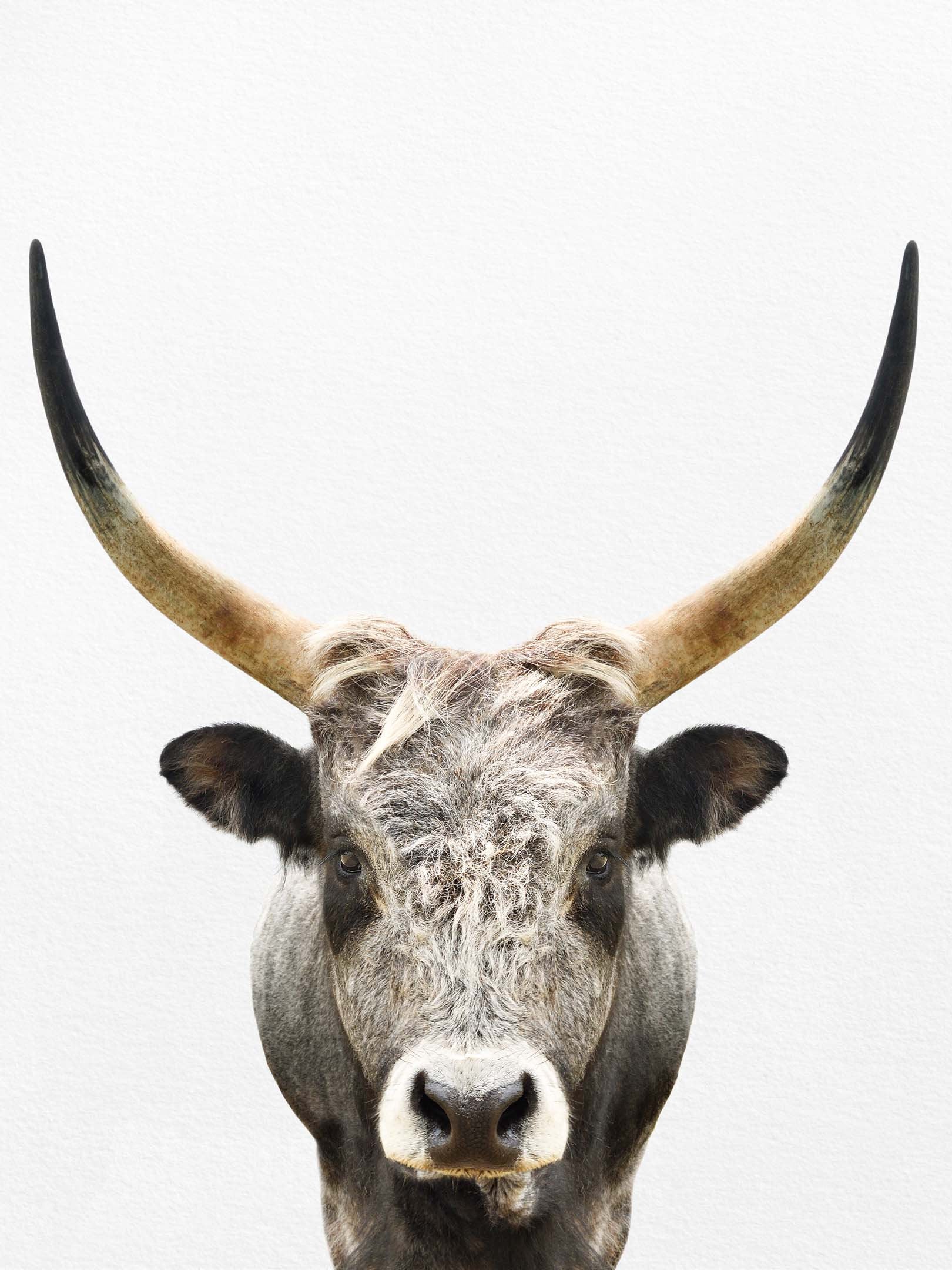 Cow Print, Cow Wall Art, Cow Decor, Living Room Art, Farmhouse Wall Decor, Farmhouse Art, Cow Wall Decor