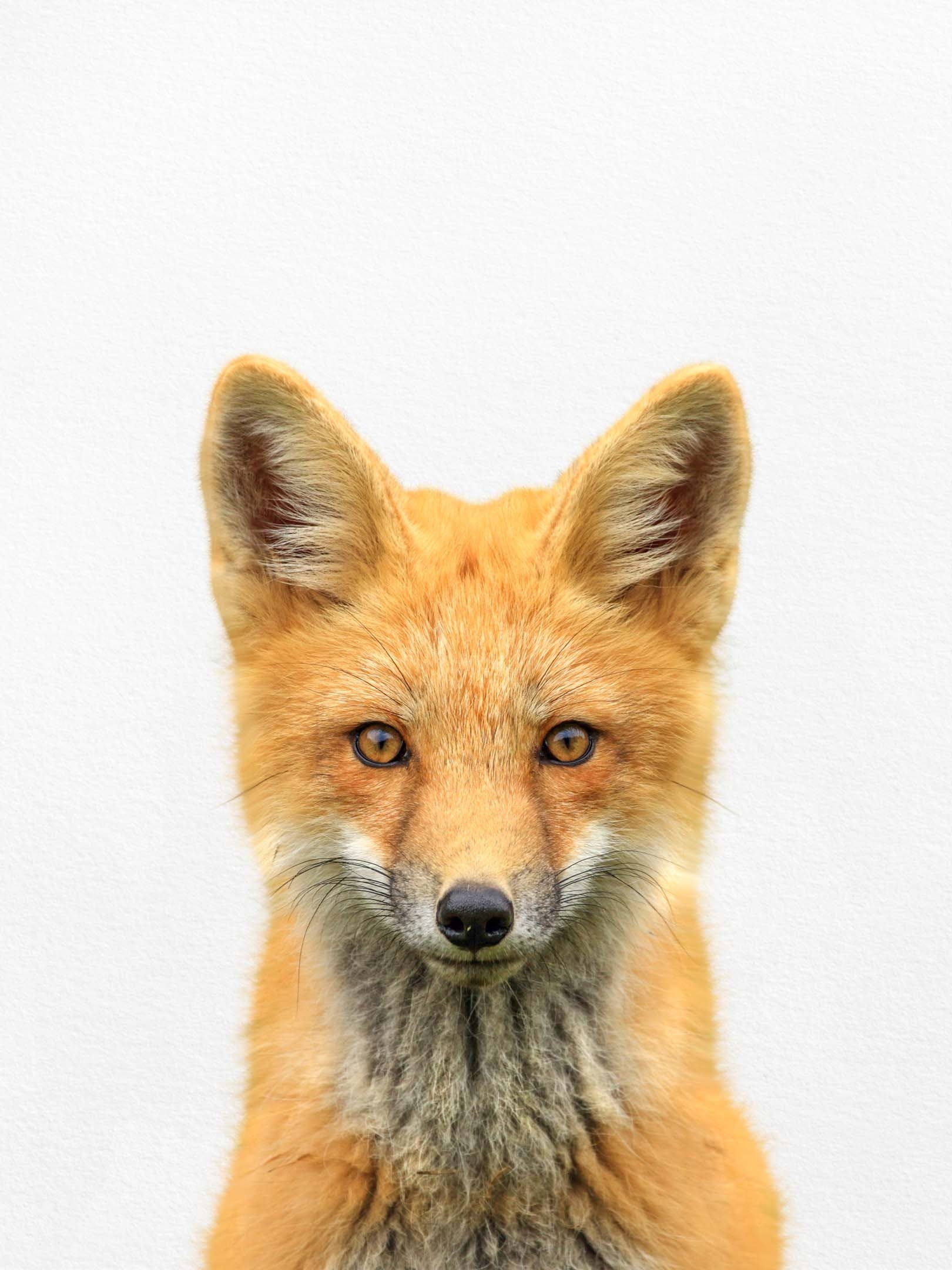 Prin Fox Fox Print, Fox Wall Art, Fox Decor, Living Room Art, Farmhouse Wall De ...