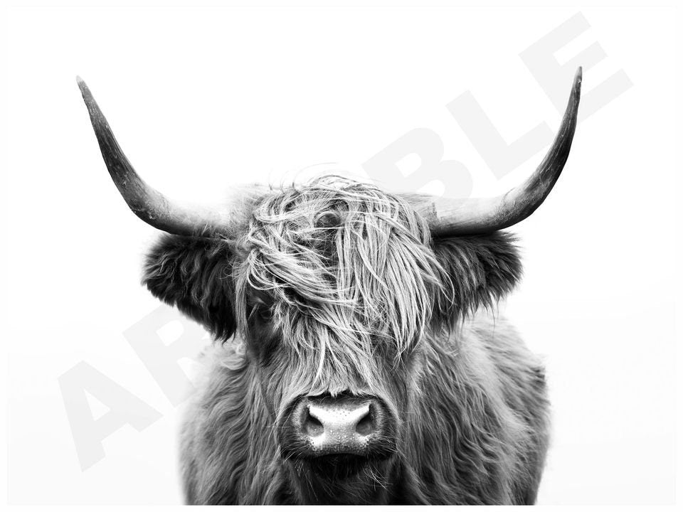 Highland Cow, Highland Cow Print, Living Room Art, Farmhouse Wall Decor, Farmhouse Art
